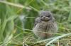 Baby fugl funnet: hvordan gå frem