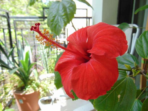 червен хибискус цвете в саксия на тераса
