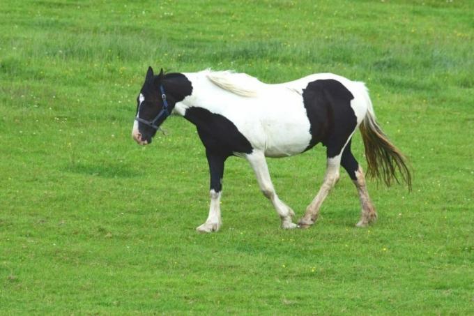 kuda poni hitam dan putih berlari melintasi padang rumput
