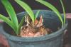 Cuidando de Amaryllis: Regue e fertilize na época da floração