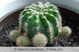 cactus en maceta