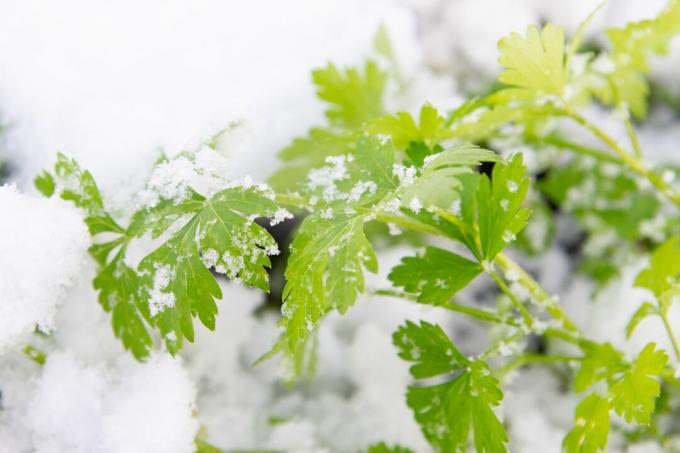 parsley in the snow