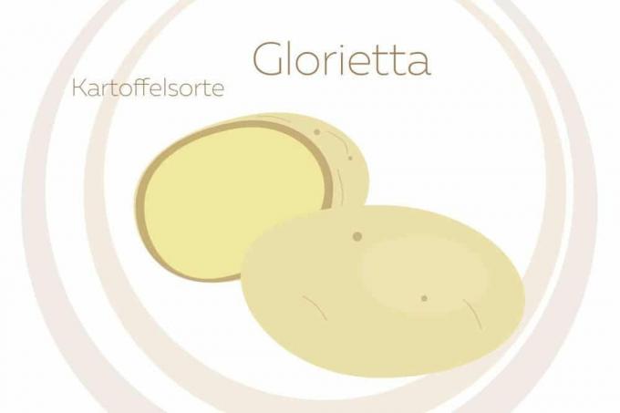 Ποικιλία πατάτας Glorietta