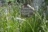 Hardy laventeli: Nämä lajikkeet selviytyvät talvesta