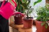 Siram tanaman indoor: seberapa sering dan seberapa banyak?