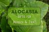 Alocasia: giftig for mennesker eller dyr?