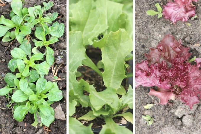 Lettuce varieties - Lamb's lettuce (Valerianella locusta), Endive (Cichorium endivia) and Lollo Rosso