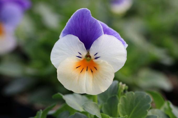 Рогата теменужка, Viola cornuta