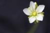 ハエトリグサの花：切り落とすかどうか？