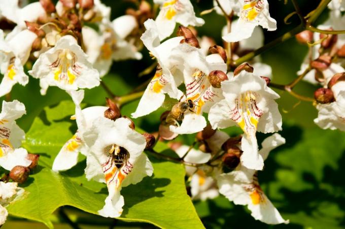 Pčele na stablu trube u cvatu