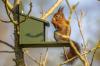 Attira gli scoiattoli 🐿️ e sistemati in giardino