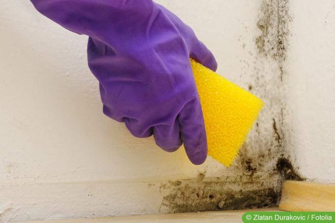 Odstranite plesen na steni