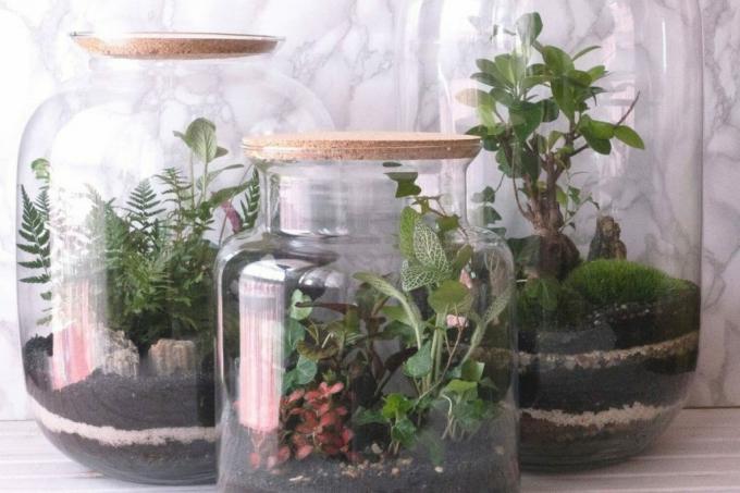 Бутылочный сад из разных стаканов