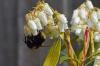 Засаждане, грижи и размножаване на лавандулов хедър