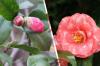 Camellia gauna rudus lapus: ką daryti?