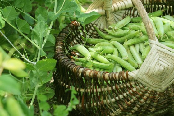 エンドウ豆の収穫、冷凍、保存