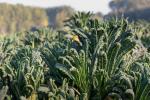Καλλιέργεια μαύρου λάχανου: χρόνος σποράς, φροντίδας και συγκομιδής