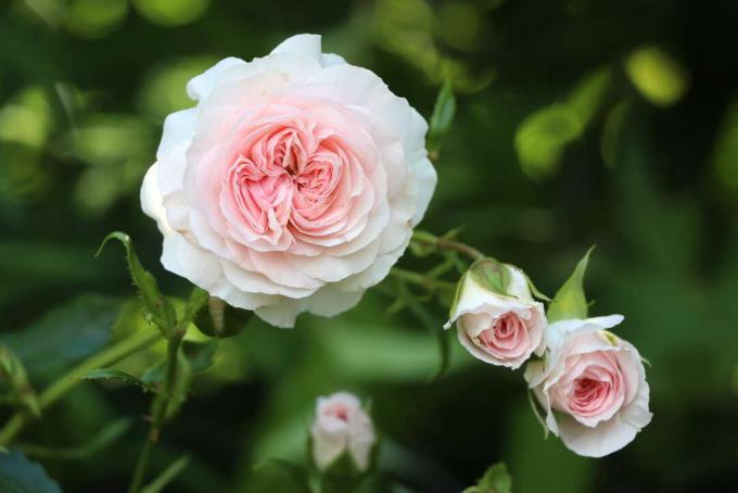 Larissa Rose flores autolimpiantes 