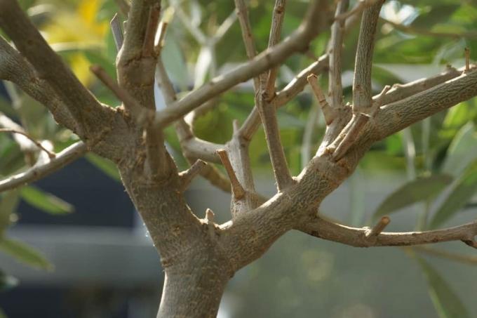 Pohon zaitun - Olea europaea