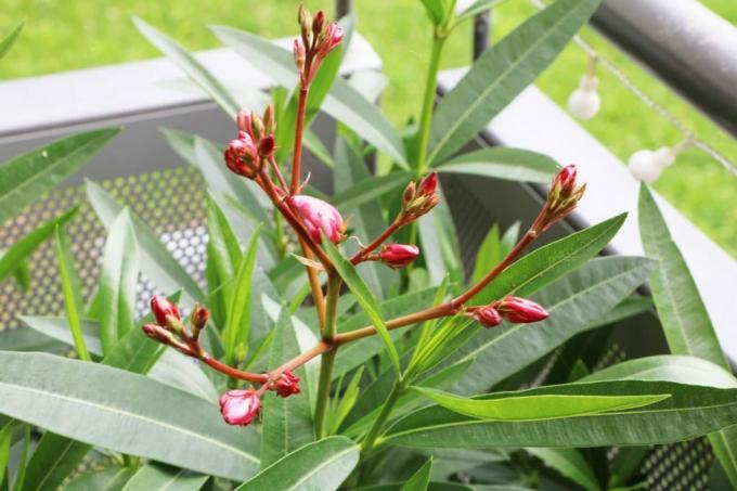 Oleander - Nerijev oleander
