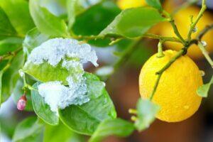 Lepotilassa olevat sitruskasvit: lämpötila, sijainti ja hoitovinkkejä