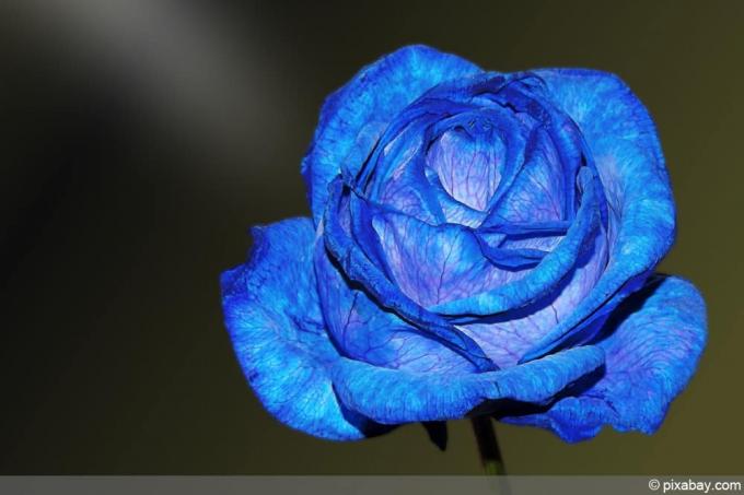 niebieskie róże