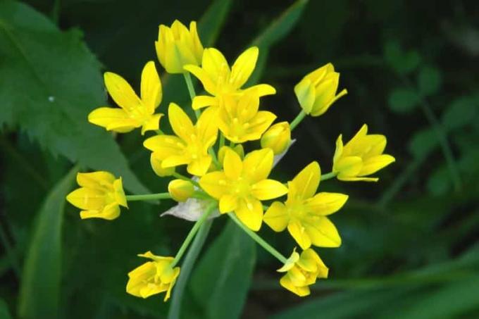 Alho-poró Dourado (Allium moly)
