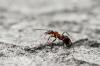 Kaneli muurahaisia ​​vastaan: hyödyllistä vai ei?