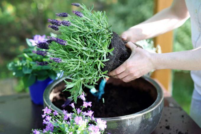 Transfer lavender to a large pot