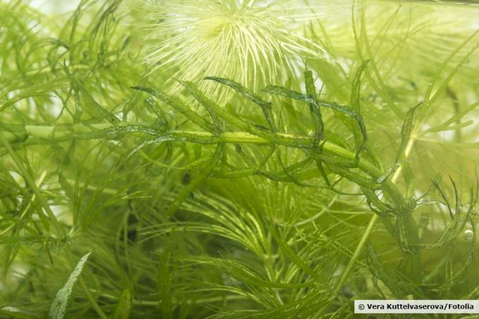 Morske alge