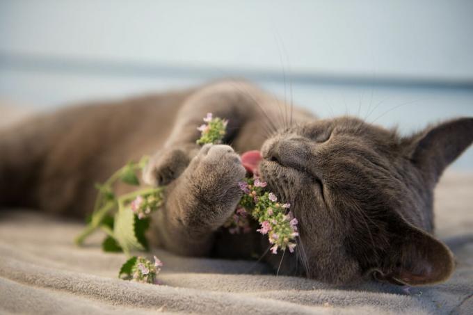 Chat avec de l'herbe à chat