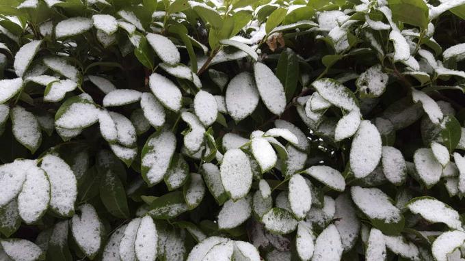 вишневый лавр зимний снег