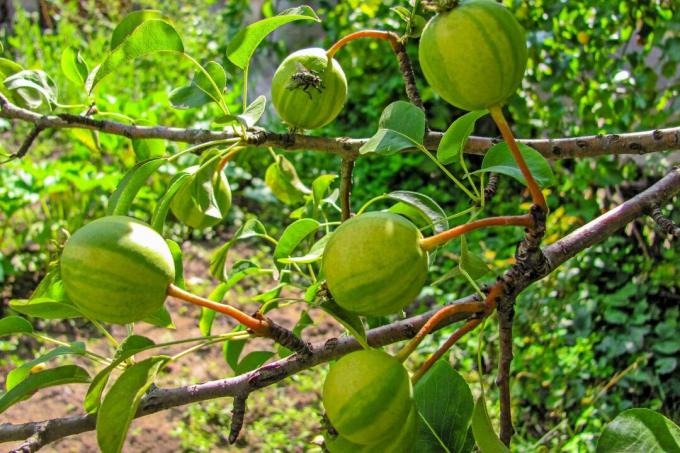 Fructe pe pomul „Schweizerhose”