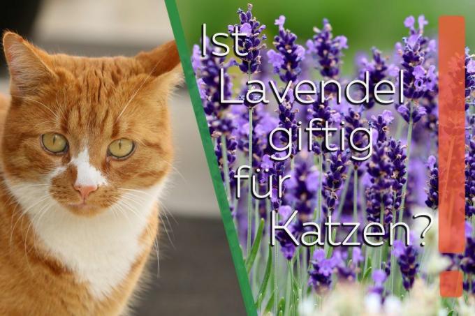 Apakah lavender beracun bagi kucing?