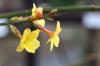 Plantación de rododendros: tiempo de plantación y cuidado ABC