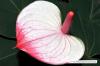 Anthurium veislės: 12 gražiausių flamingo gėlių