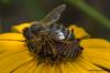 Μέλισσες και φωλιές μελισσών στο κουτί με ρολό: τι να κάνετε;