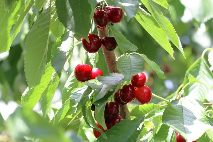 Vyšnia – laukinė vyšnia – Prunus avium
