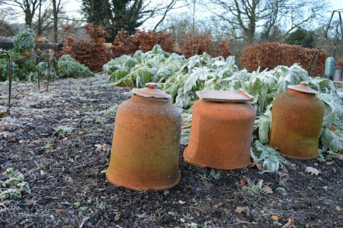 Rhubarb dalam pot tanah liat sebagai pelindung embun beku untuk musim dingin yang berlebihan