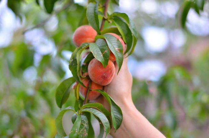 Hand on a peach tree branch that carries peaches