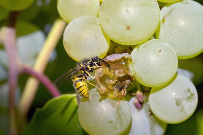 La vespa mangia il buco nel grappolo d'uva