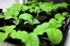 Cultiver des plants de tabac: emplacement et procédure