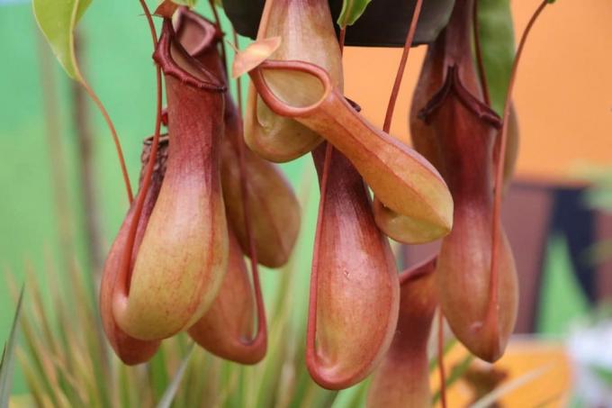 Sürahi bitkisi (Nepenthes)