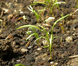 Seedling in a bed of dill