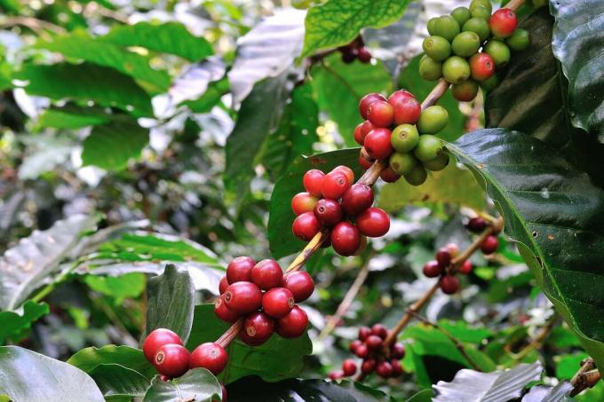 커피 공장에서 붉은 열매