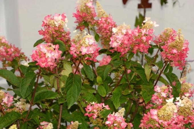 Hortenzija paniculata Pinky Winky