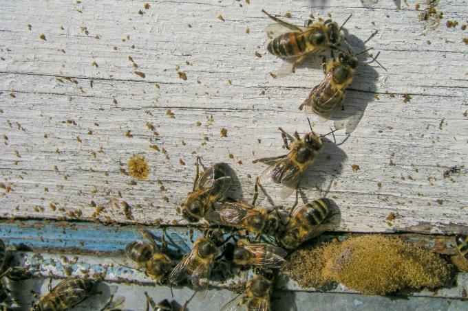 Crottes d'abeilles sur la ruche