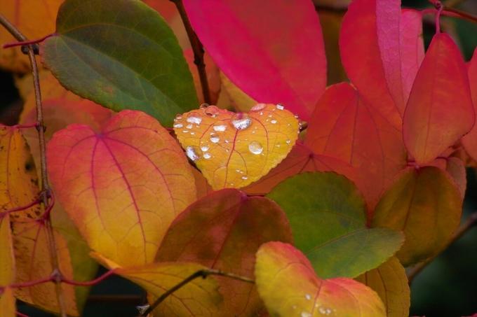 daun berwarna-warni dari pohon Katsura