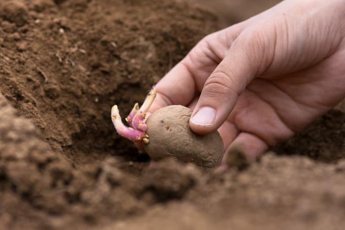 Zemē tiek stādīts dīgstošs kartupelis
