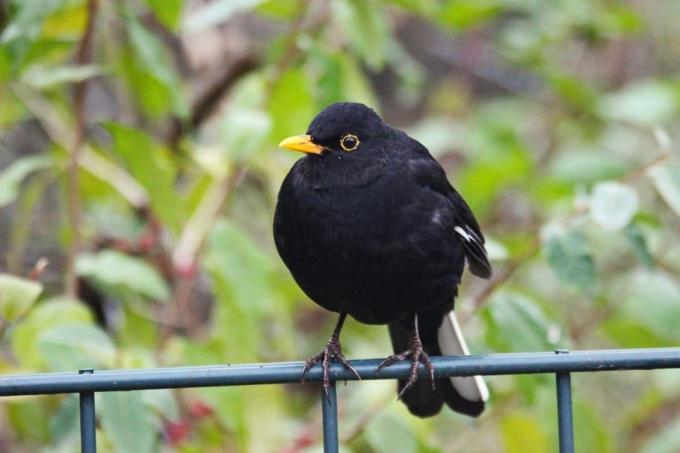 أغنية الطيور: Blackbird (Turdus Merula)